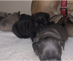 Small Photo #10 French Bulldog Puppy For Sale in PITTSBURG, CA, USA