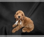 Small #2 Goldendoodle