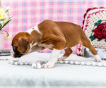 Small Photo #28 Boxer Puppy For Sale in WAKARUSA, IN, USA