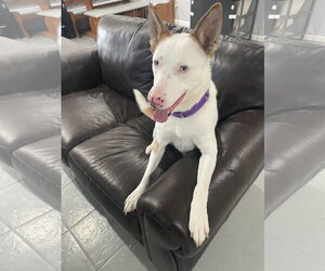 Rosalyn - Female Mutt Dog for Adoption - Photo #15