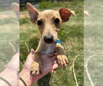 Small #8 Chihuahua Mix