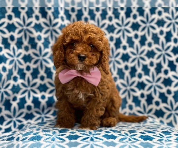 Medium Photo #5 Cavapoo-Poodle (Toy) Mix Puppy For Sale in LAKELAND, FL, USA