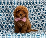 Small Photo #5 Cavapoo-Poodle (Toy) Mix Puppy For Sale in LAKELAND, FL, USA