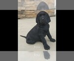 Small Photo #8 Labrador Retriever-Majestic Tree Hound Mix Puppy For Sale in ELLENSBURG, WA, USA