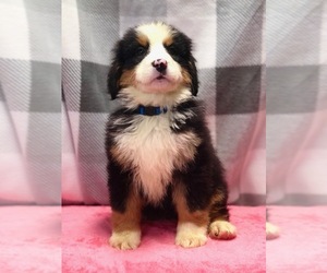 Bernese Mountain Dog Puppy for sale in DUNDEE, OH, USA