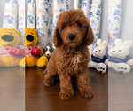 Small #9 Goldendoodle mix (+ Poodle Miniature)