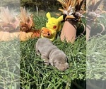 Small #1 Labrador Retriever