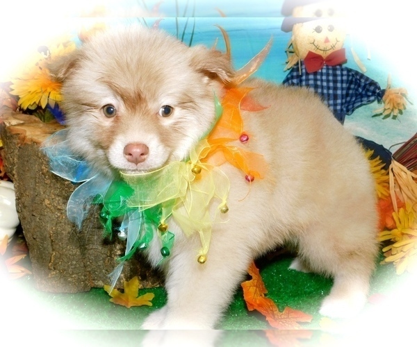 Medium Photo #1 Pomeranian Puppy For Sale in HAMMOND, IN, USA