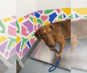 Doberman Pinscher Dogs for adoption in Baytown, TX, USA