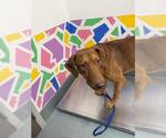 Small Doberman Pinscher