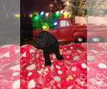 Small Photo #3 Goldendoodle Puppy For Sale in ARTESIA, CA, USA
