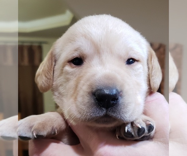 Medium Photo #11 Labrador Retriever Puppy For Sale in OLYMPIA, WA, USA