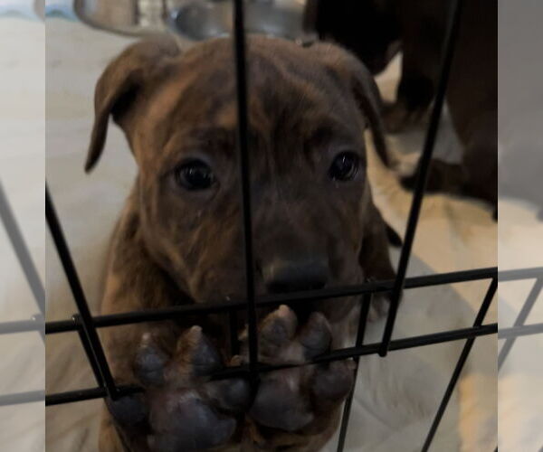 Medium Photo #6 Mutt Puppy For Sale in Fargo, ND, USA