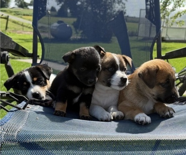 Medium Photo #2 Rat Terrier Puppy For Sale in WITHEE, WI, USA