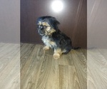 Small #5 Shorkie Tzu