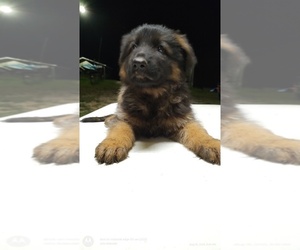 German Shepherd Dog Puppy for sale in MUNFORDVILLE, KY, USA