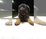 Small German Shepherd Dog