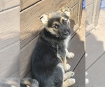 Puppy Syler Alaskan Husky-German Shepherd Dog Mix