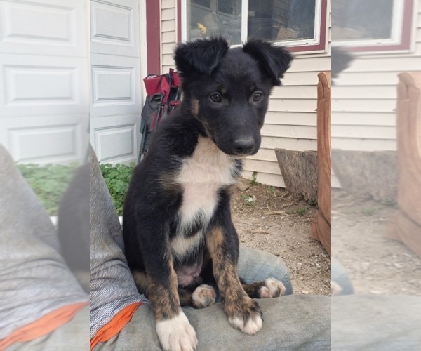 Medium Photo #2 Border-Aussie Puppy For Sale in BLUE RIVER, WI, USA