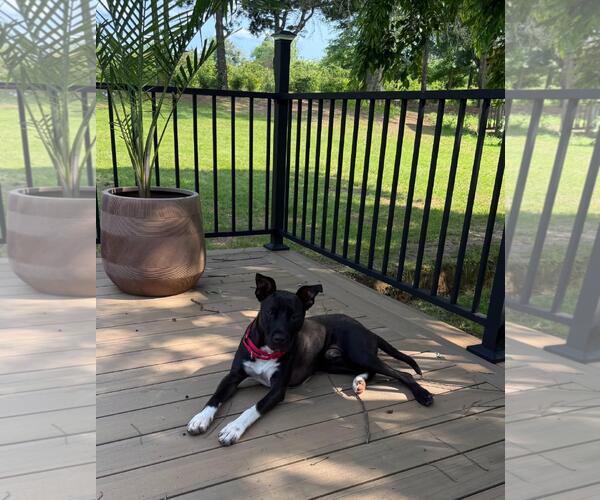 Medium Photo #3 Labrador Retriever-Unknown Mix Puppy For Sale in Tarrytown, GA, USA