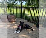 Small #2 Labrador Retriever Mix