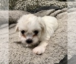 Small Photo #8 Zuchon Puppy For Sale in RENO, NV, USA