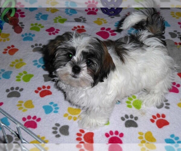 Medium Photo #3 Mal-Shi Puppy For Sale in ORO VALLEY, AZ, USA