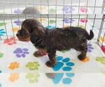 Alex - Male Cavapoo (Miniature)-Poodle (Toy) Mix Puppy for Sale - Photo #7