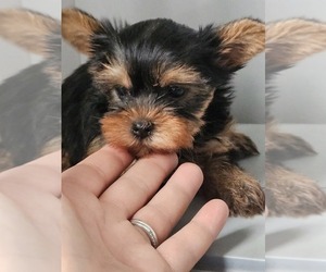 Yorkshire Terrier Puppy for sale in NILES, MI, USA