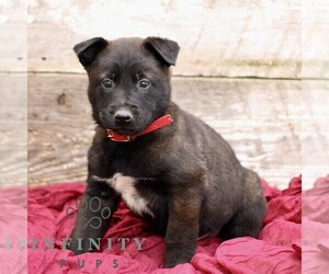 Belgian Malinois Puppy for sale in RONKS, PA, USA