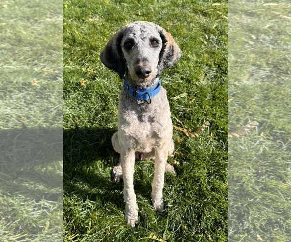 Medium Photo #25 Bernedoodle Puppy For Sale in Sandy, UT, USA