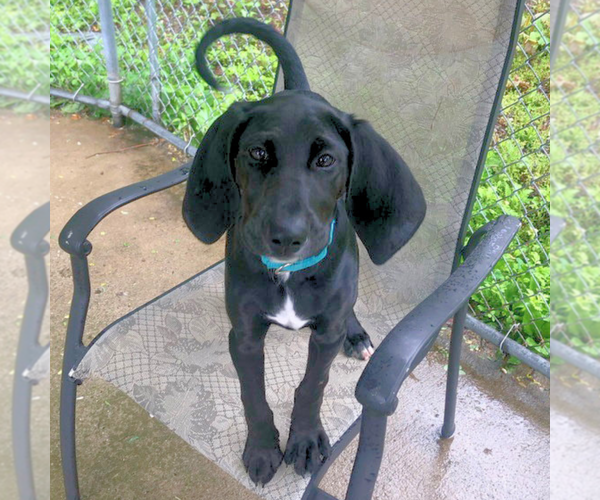 Medium Photo #11 Mutt Puppy For Sale in Elmsford, NY, USA