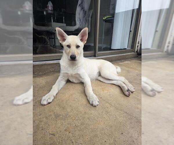 Medium Photo #1 Siberian Husky-Unknown Mix Puppy For Sale in San Antonio, TX, USA
