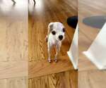 Small #2 Chihuahua