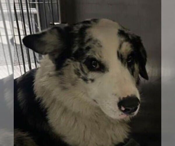 Medium Photo #1 Mutt Puppy For Sale in Canton, CT, USA