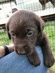 Small Photo #22 Labrador Retriever Puppy For Sale in EATONVILLE, WA, USA