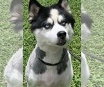 Small Photo #1 Siberian Husky Puppy For Sale in Sanford, FL, USA