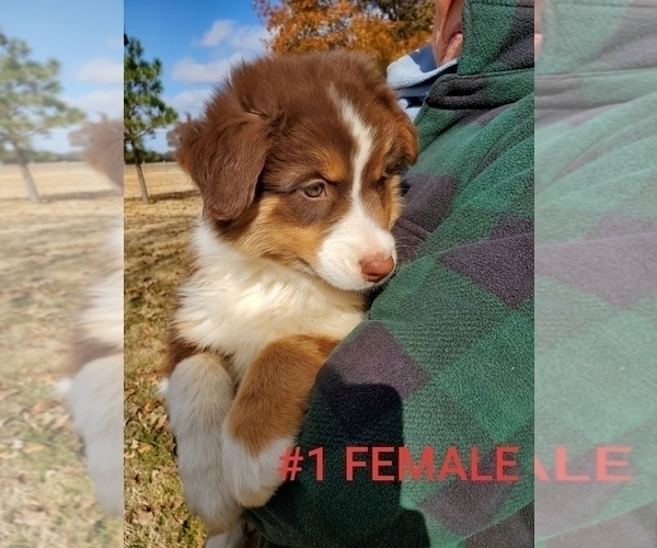 Medium Photo #5 Australian Shepherd Puppy For Sale in CLARKSVILLE, TX, USA