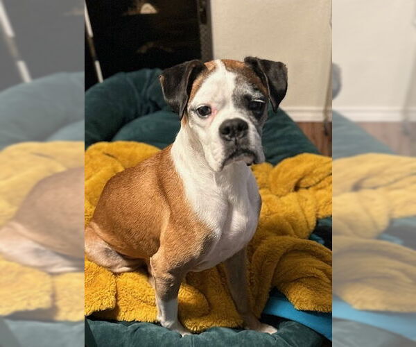 Medium Photo #2 Boxer Puppy For Sale in Austin, TX, USA