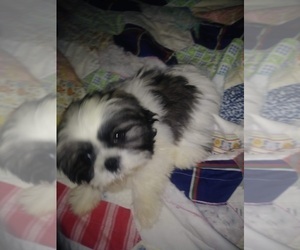 Father of the Shih-Poo puppies born on 03/21/2021