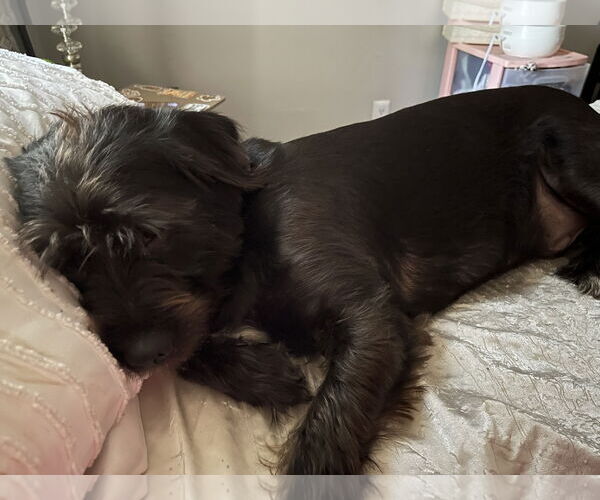 Medium Photo #2 Mutt Puppy For Sale in Lenoir, NC, USA