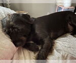 Small #1 Mutt