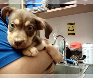 American Pit Bull Terrier-Unknown Mix Dogs for adoption in Martinez, CA, USA