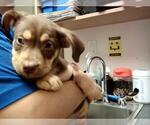 Small American Pit Bull Terrier Mix