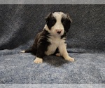 Small Photo #292 Border Collie Puppy For Sale in NORBORNE, MO, USA
