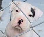 Puppy Champ American Bully