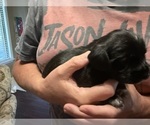 Small Photo #7 Schweenie Puppy For Sale in DOTHAN, AL, USA