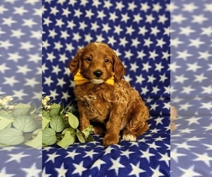 Goldendoodle (Miniature) Puppy for sale in NOTTINGHAM, PA, USA