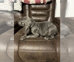 Small Photo #3 Weimaraner Puppy For Sale in SPRINGFIELD, OH, USA