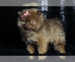 Small Photo #95 Pomeranian Puppy For Sale in WARSAW, IN, USA